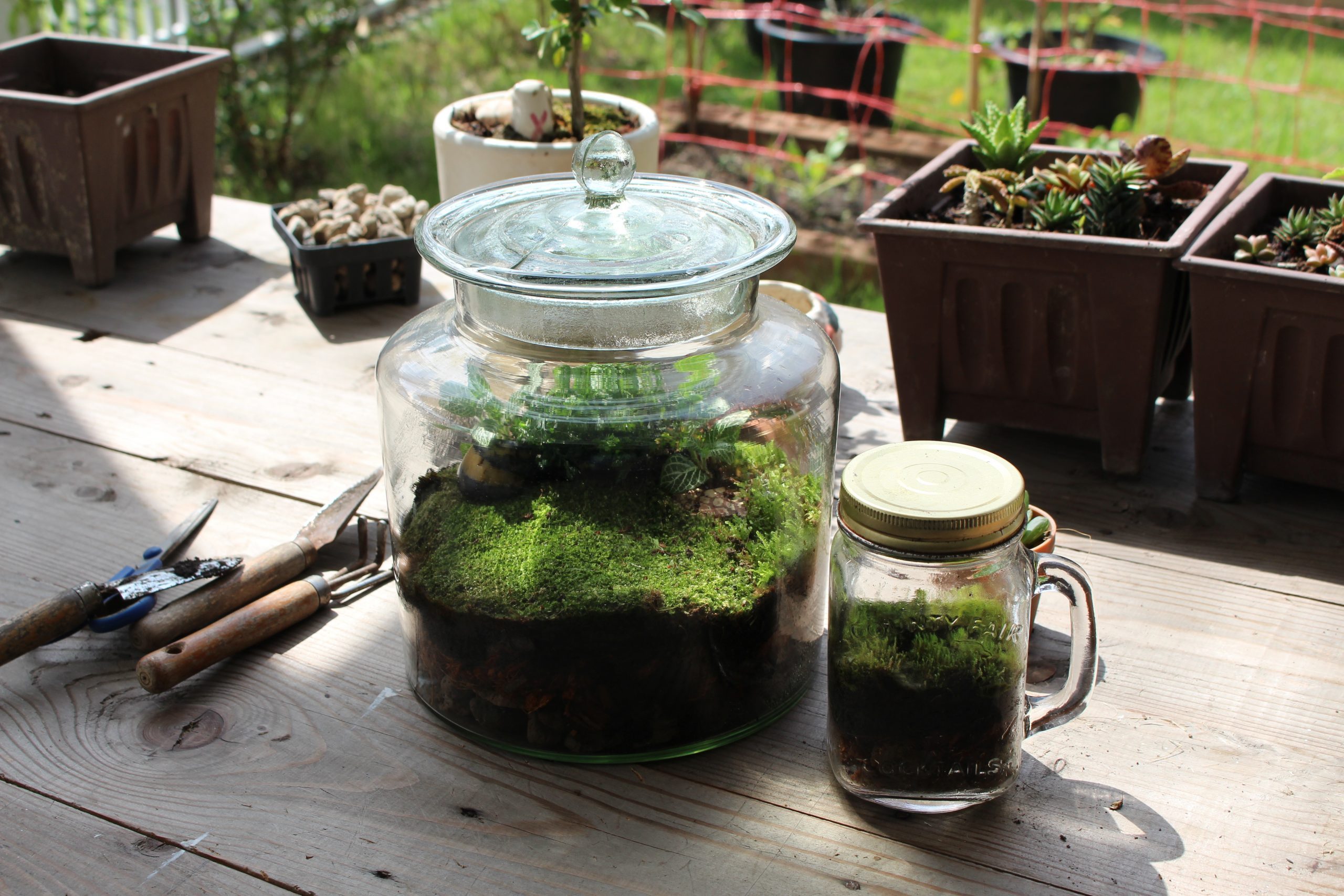 25 Easy Terrarium Plants for Open or Closed Glass
