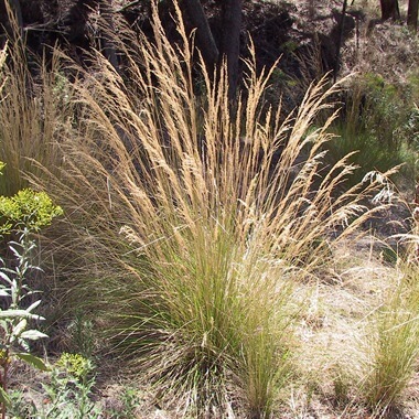 Common tussock-grass indigenous child friendly plants