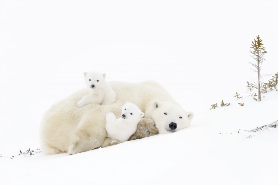 Polar bear with two cubs