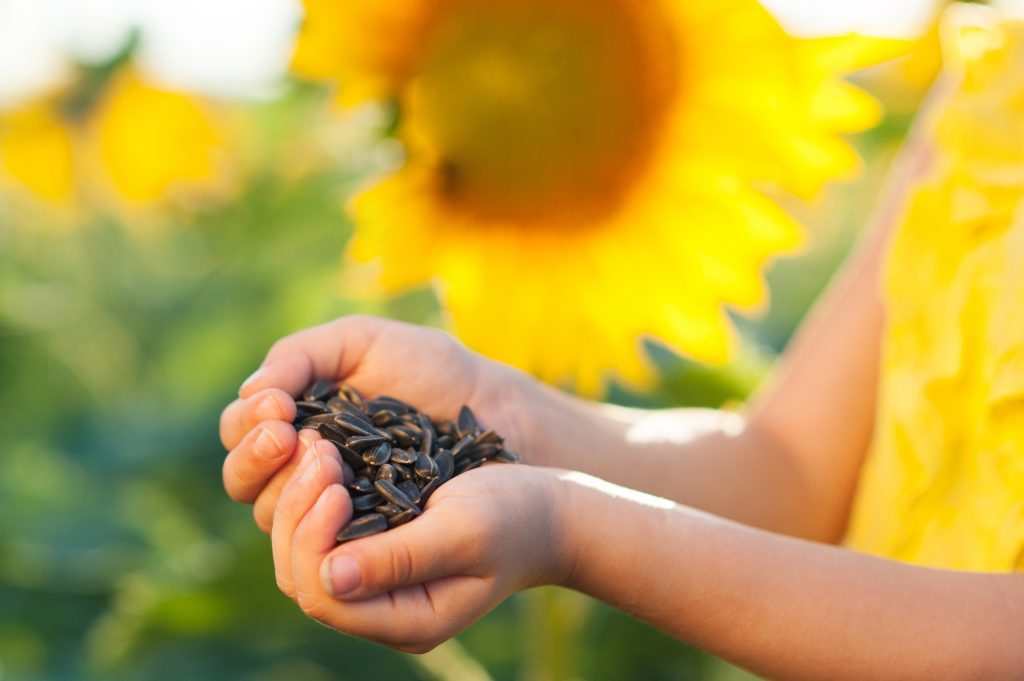 Child holding sunflowers seeds with sunflowers in the background.